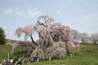 滝桜（三春町）.jpg